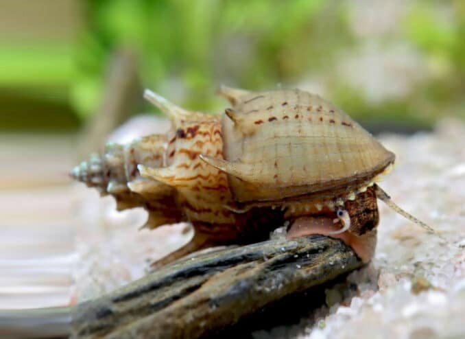 vorstellung_gestachelte-turmdeckelschnecke