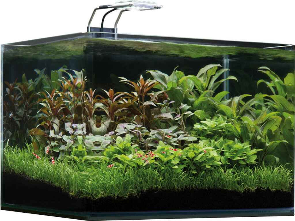 stark_bewachsenes_garnelen_nanoaquarium