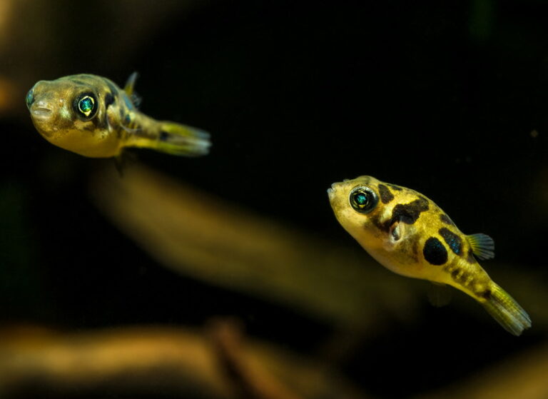 Kugelfische Im Aquarium Das Highlight In Der Aquaristik