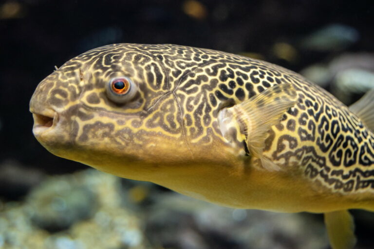 Kugelfische Im Aquarium Das Highlight In Der Aquaristik