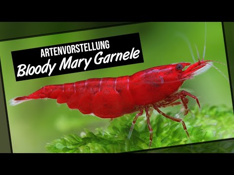Bloody Mary Garnele - Artenvorstellung