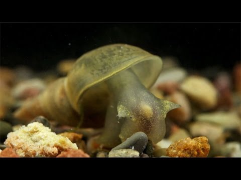 Lymnaea stagnalis / Spitzschlammschnecke / Great Pond Snail