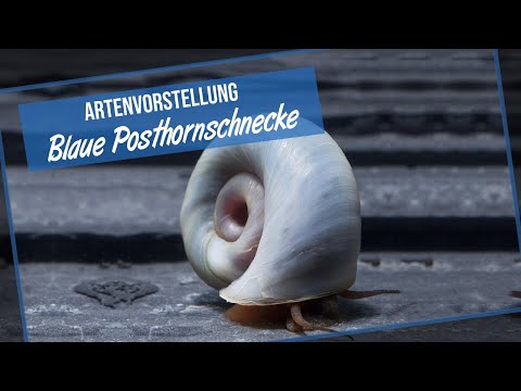 Blaue Posthornschnecke / PHS - Garnelio Artenvorstellung