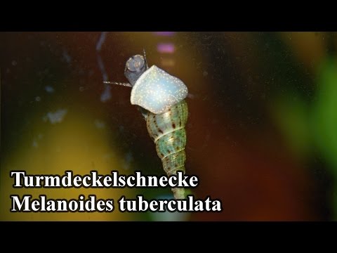 Turmdeckelschnecke - Melanoides tuberculata