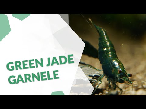 Green Jade Garnele / Dark Green Jade Garnele | Neocaridina davidi | Eine grüne Garnele fürs Aquarium