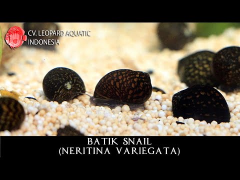 Neritina variegata. The ARTISTIC BATIK SNAIL! (Leopard Aquatic W010A)