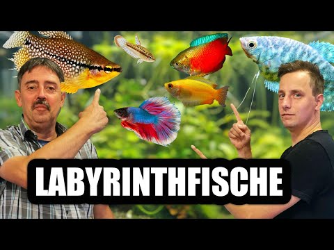 Labyrinthfische / Fadenfische für das Aquarium | Fischvorstellung
