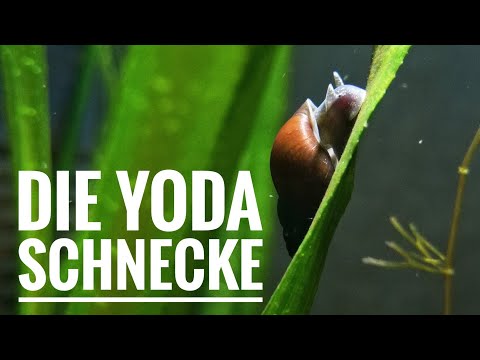 Ep. 46 - Die Yoda-Schnecke (Radix balthica)