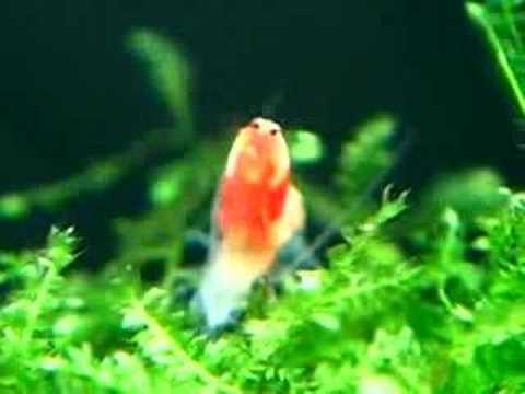 水晶蝦