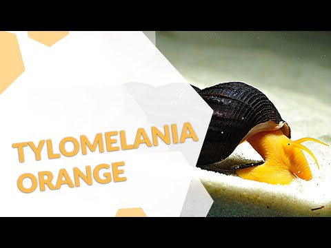 Tylomelania sp. orange | Poso-Felsenschnecke | eine beliebte Schnecke aus Sulawesi 🐌