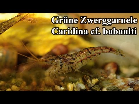 Grüne Zwerggarnele - Caridina cf. babaulti