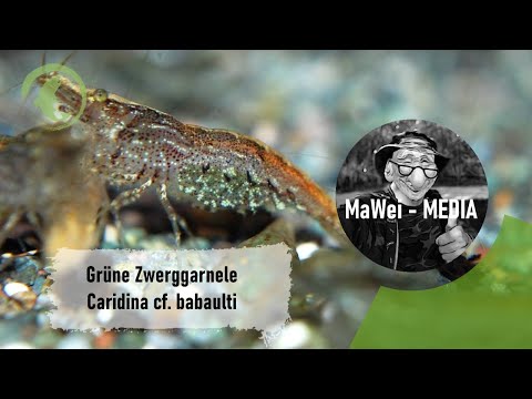 Grüne Zwerggarnele - Caridina cf. babaulti