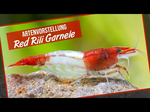 Red Rili Garnele / Kohaku Shrimp - Artenvorstellung