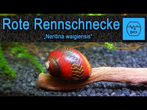Rote Rennschnecke &quot;Neritina waigiensis&quot; Maori Schnecke; Aquarium Schnecke; Algenfressende Schnecke