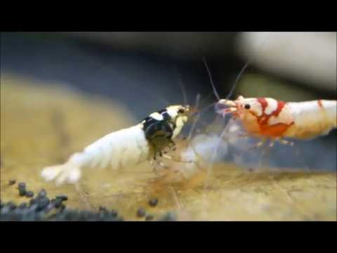 Garnelen fressen Exuvie - Spotted Head Bees