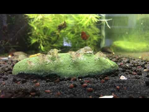 Zwergfächergarnele, Sulawesi-Fächergarnele, Atyoida pilipes