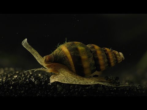 Assassin Snail - hunting, killing, and eating.