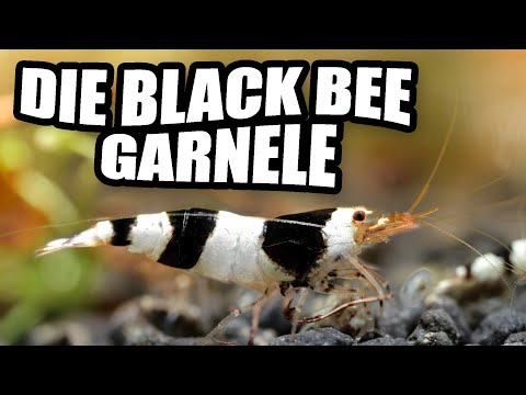 Black Bee Garnele / Bienengarnele - Alles zur perfekten Haltung | Guide für Caridina -Zwerggarnelen