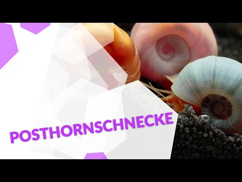 Posthornschnecken (PHS) - der bunte Putztrupp im Aquarium 🐌