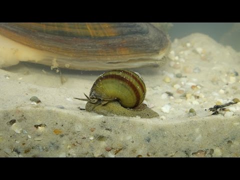 Viviparus viviparus / Sumpfdeckelschnecke / River Snail