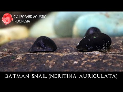 Neritina auriculata. BATMAN SNAIL, the HERO of your tank! (Leopard Aquatic W013A)