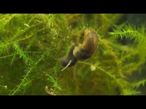 Planorbarius corneus / Junge Posthornschnecken / Young Ramshorn Snails