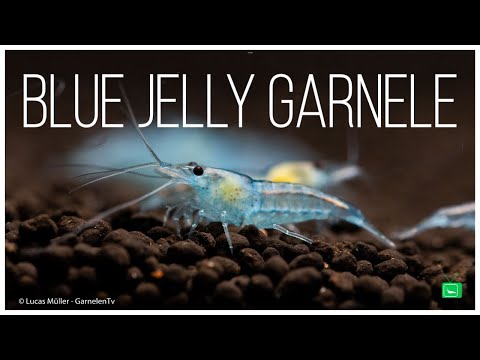 BLUE JELLY GARNELE - Neocaridina davidi | Portrait | GarnelenTv