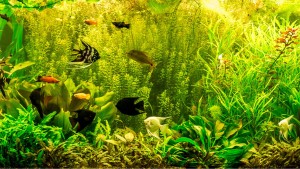 Fische fühlen sich wohl mit dem richtigen Aquariumfilter