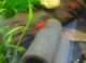 Genoppte turmdeckelschnecke - Die preiswertesten Genoppte turmdeckelschnecke ausführlich analysiert
