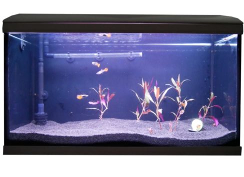 Welchen Aquarium Filter verwenden? ⇒ Die 4 besten Filter