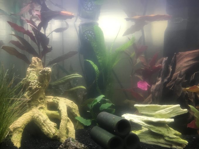 Aquarium Wasser trüb und milchig? ⇒ Gründe, Abhilfe und Profitipps