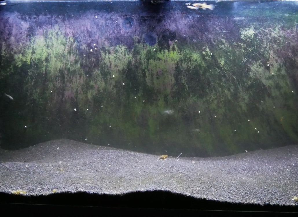 algen-im-aquarium