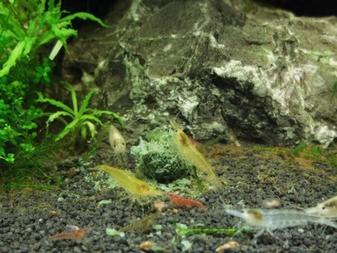 Kieselalgen im Aquarium » Aquarienmagazin