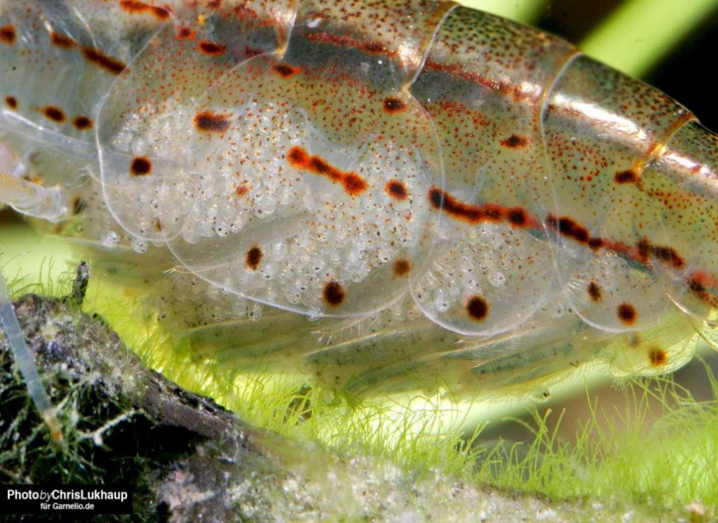 Amano Garnele » Infos und Tipps zur Haltung im Aquarium