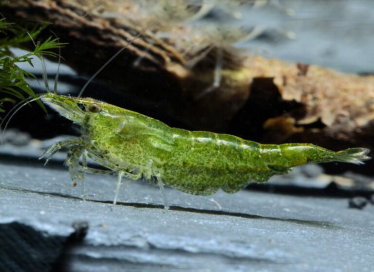 Green Jade Garnelen » Infos und Tipps zur Haltung im Aquarium