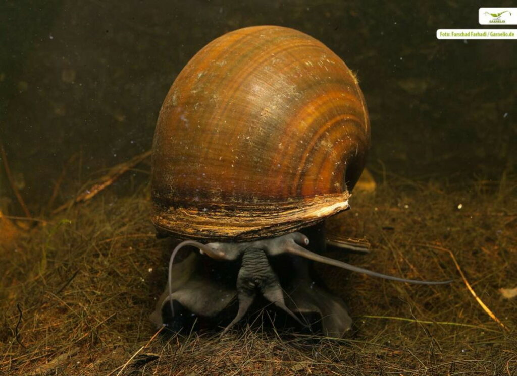 Apfelschnecken » Infos und Tipps zur Haltung im Aquarium