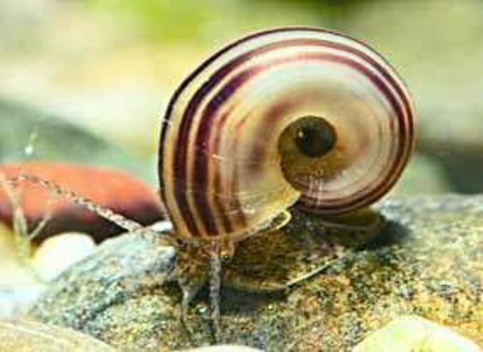 Apfelschnecken » Infos und Tipps zur Haltung im Aquarium