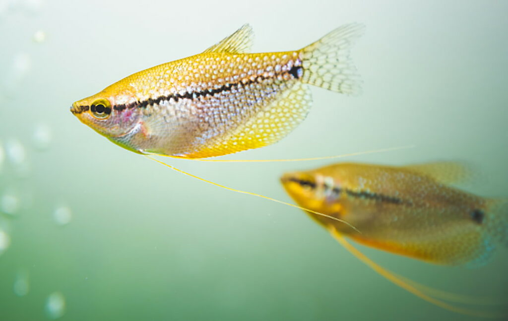 gruppe_goldener-mosaikfadenfische-trichogaster-leeri