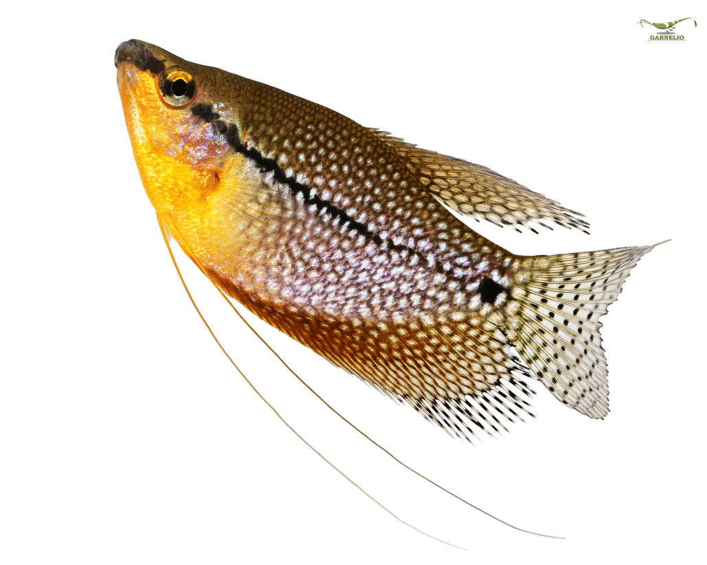 mosaikgurami-mosaikfadenfisch-trichogaster-leeri