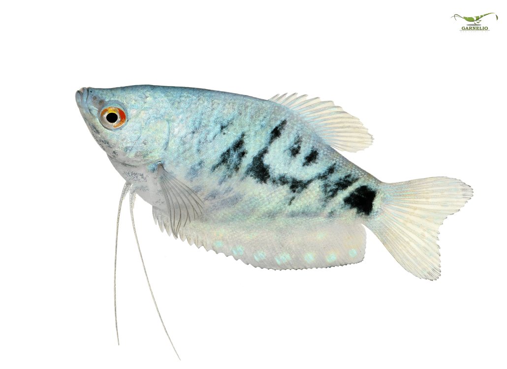 vorstellung_blauer_fadenfisch-trichogaster-trichopterus