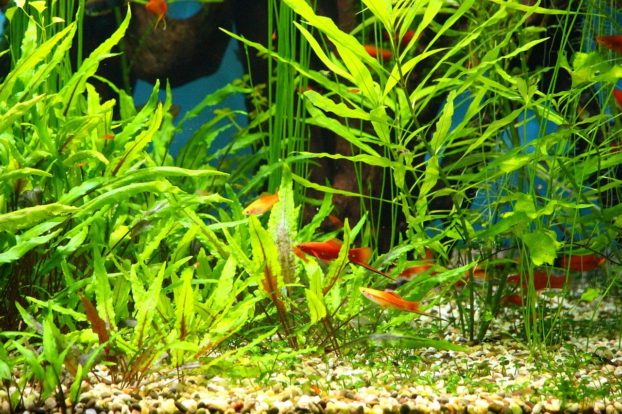 aquarium_gute_bepflanzung