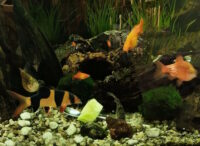 Gurke für Fische im Aquarium