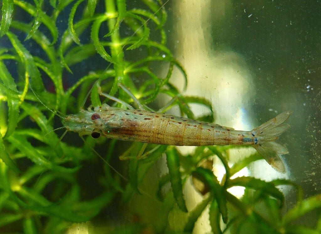 amanogarnele_in_wasserpest