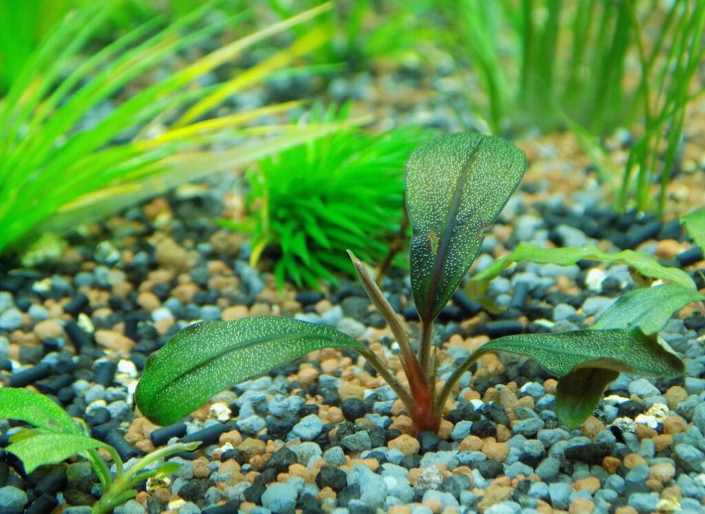 schoene_wasserpflanze_in_aquarium